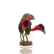 Burgandy Cala